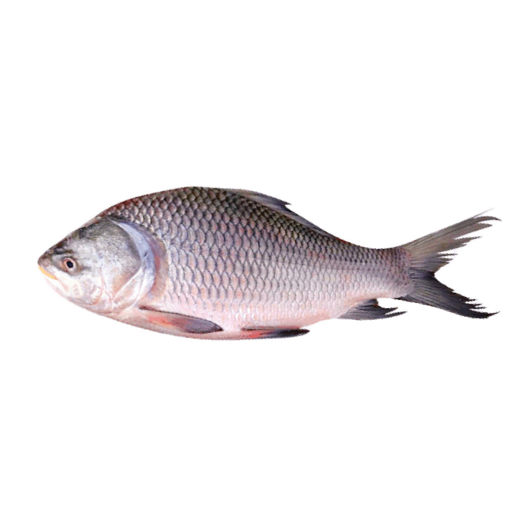 CFF Organic Katla Fish 2.5-3 KG (400tk/KG)