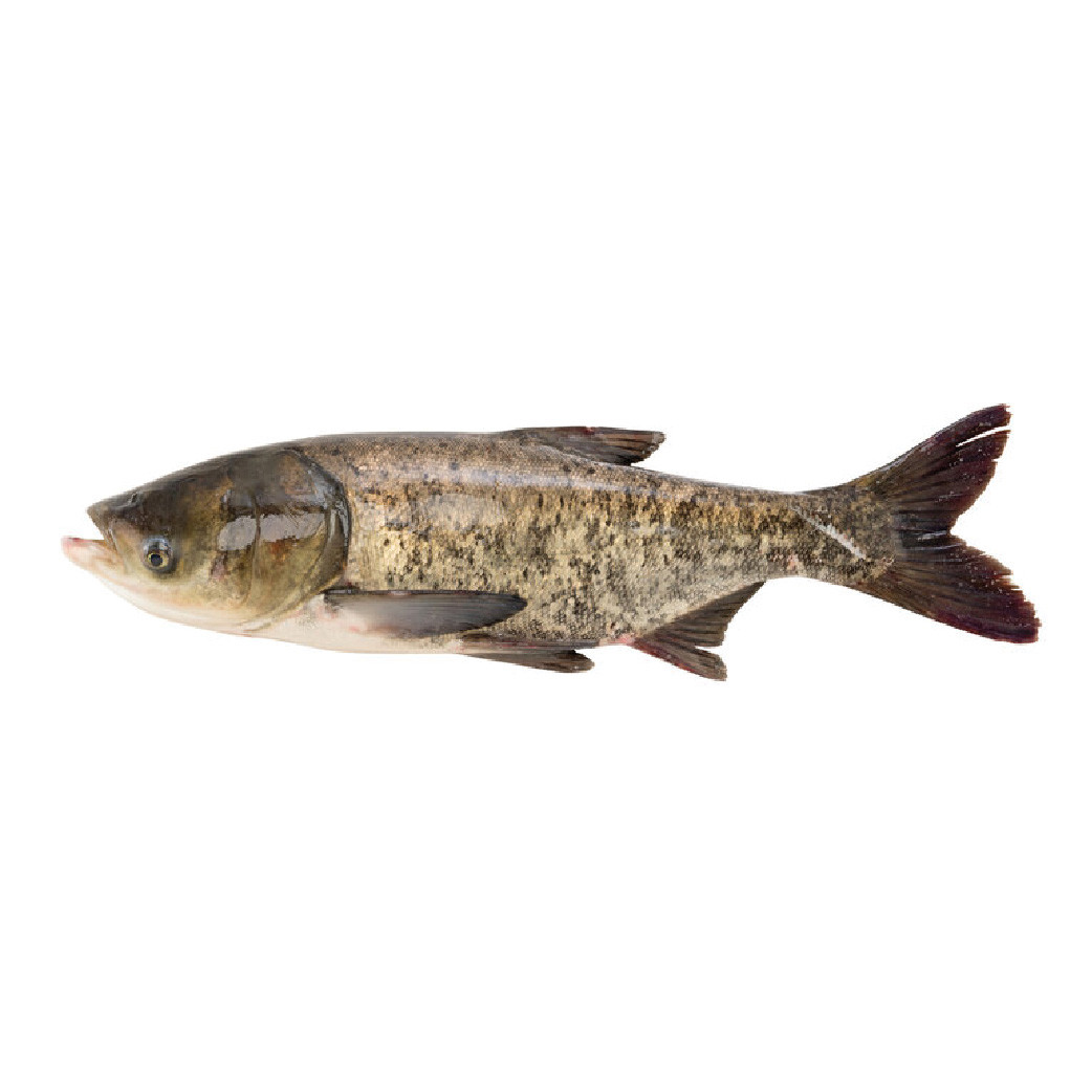 CFF Organic Bighead Carp Fish 3-3.5 KG (350tk/KG)