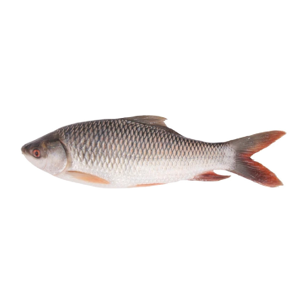 CFF Organic Ruhi Fish 2-2.5KG (360tk/KG)
