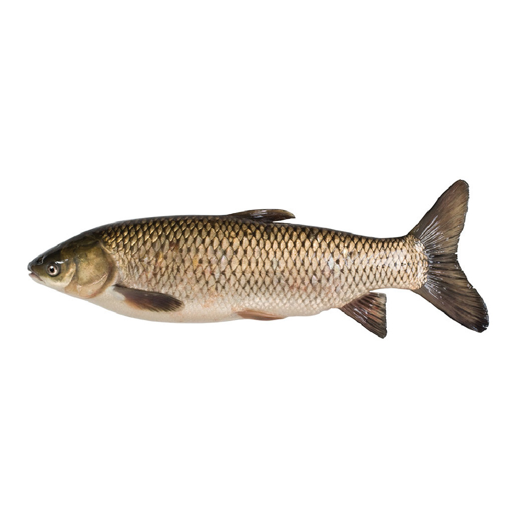 CFF Organic Grass Carp Fish 4-5KG (399tk/KG)